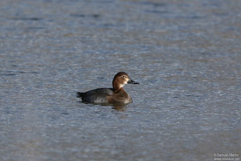 Common Pochard female adult