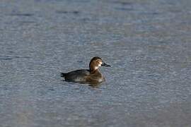 Common Pochard