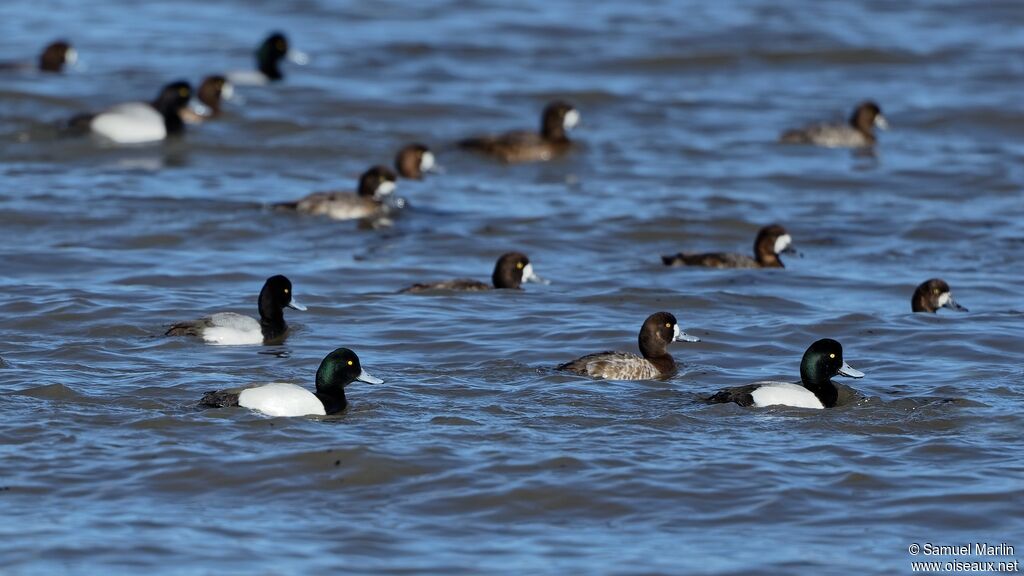 Greater Scaupadult