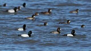 Greater Scaup