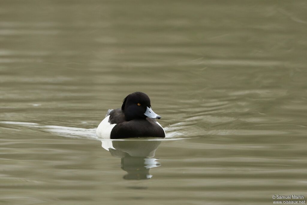 Tufted Duck male adult