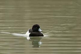 Tufted Duck