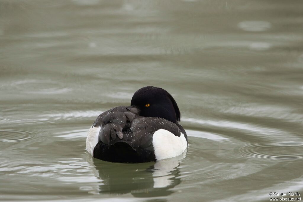 Tufted Duck male adult