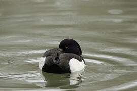 Tufted Duck