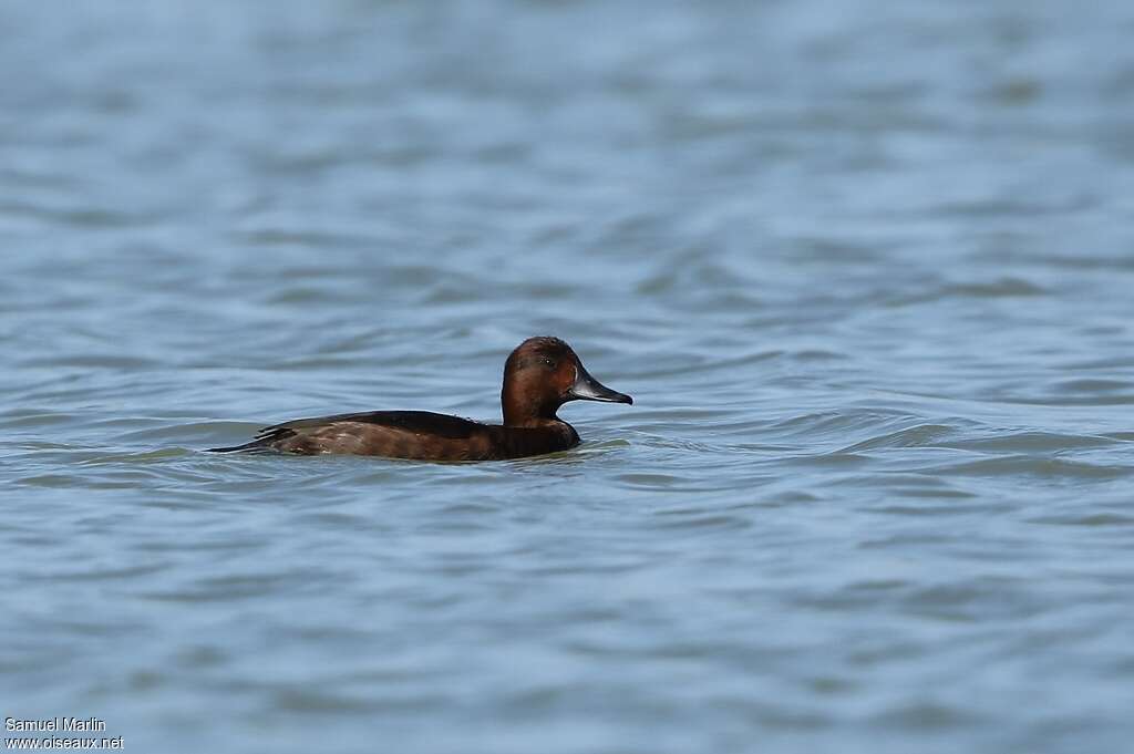 Ferruginous Duck female adult, identification