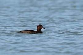 Ferruginous Duck