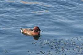 Ferruginous Duck