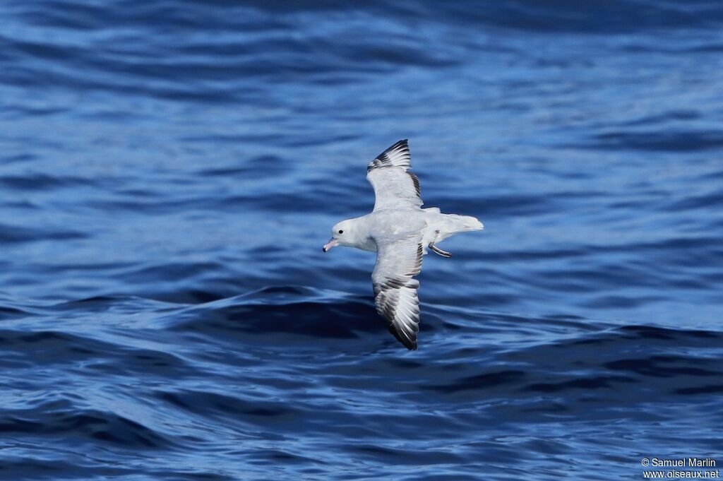 Fulmar argentéadulte, Vol