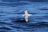 Fulmar argenté