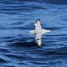 Fulmar argenté