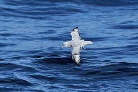 Southern Fulmar