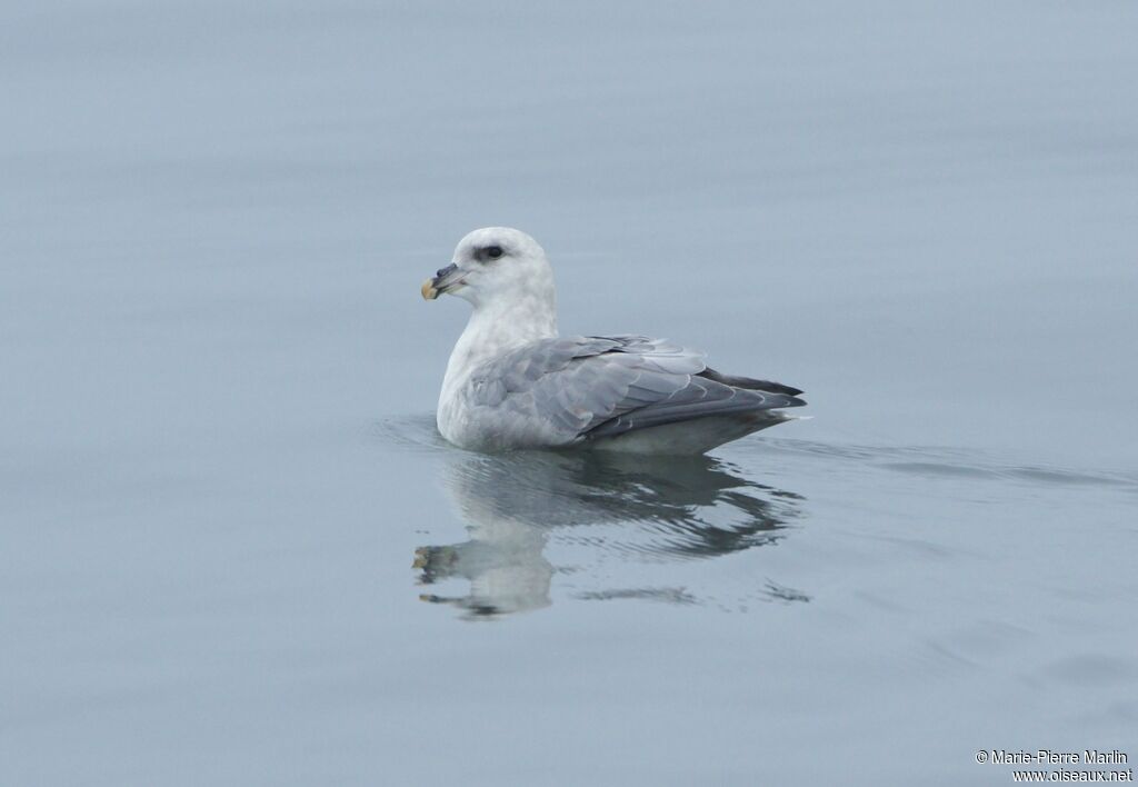 Fulmar boréaladulte