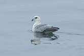 Fulmar boréal