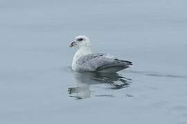 Northern Fulmar