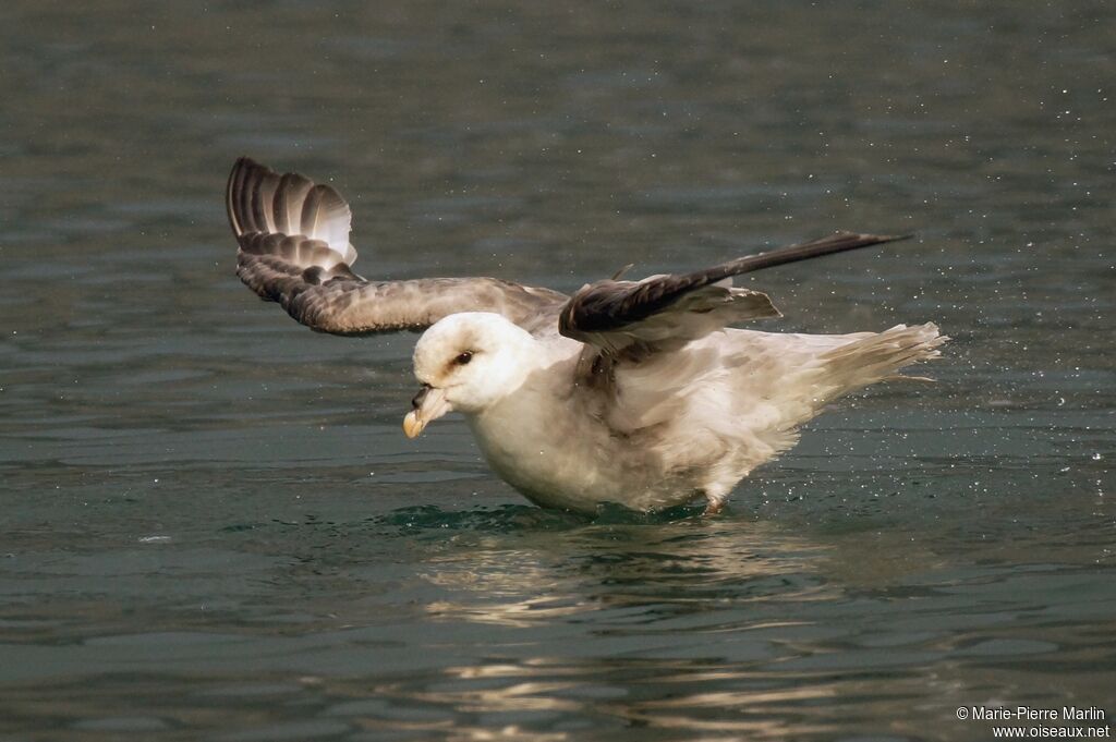 Fulmar boréaladulte