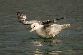 Fulmar boréal