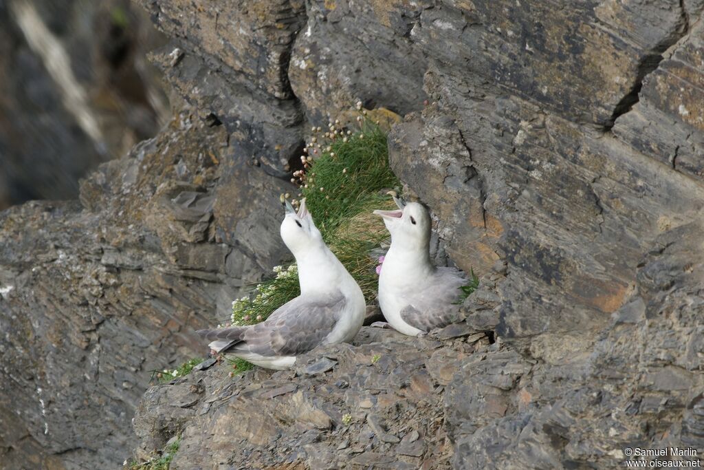 Fulmar boréaladulte, parade, Nidification