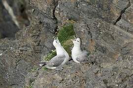 Northern Fulmar