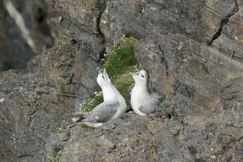 Fulmar boréal