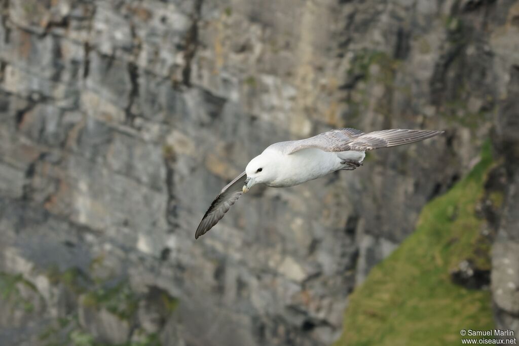 Fulmar boréaladulte, Vol