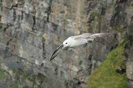 Fulmar boréal