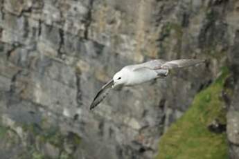 Fulmar boréal