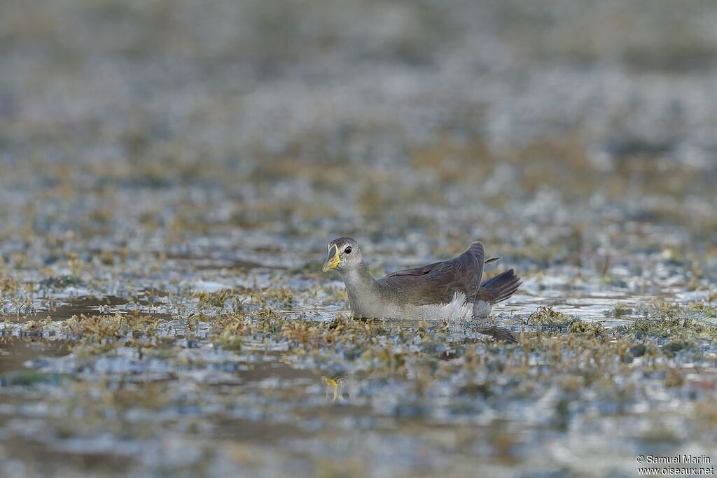 Gallinule africaineimmature