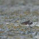 Gallinule africaine