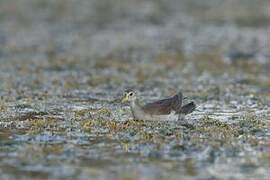 Lesser Moorhen