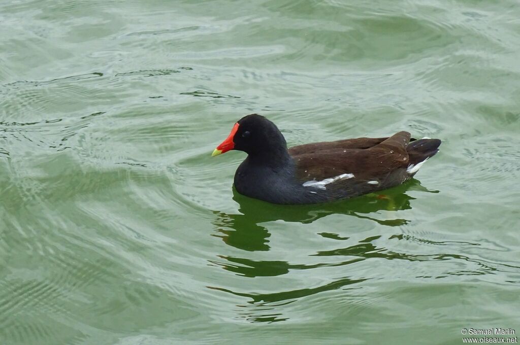 Gallinule d'Amériqueadulte