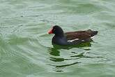 Gallinule d'Amérique