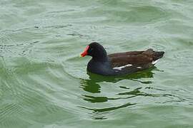 Common Gallinule