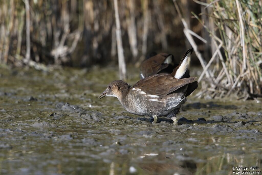 Gallinule poule-d'eauimmature