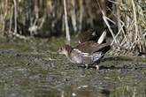 Gallinule poule-d'eau