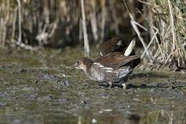 Gallinule poule-d'eau