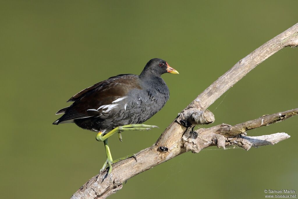 Gallinule poule-d'eau mâle adulte