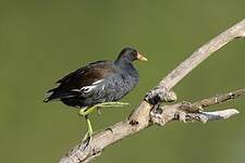 Gallinule poule-d'eau