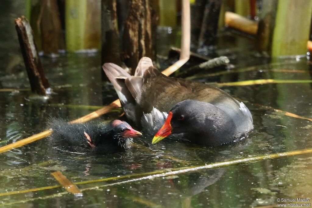 Gallinule poule-d'eau