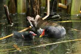 Common Moorhen