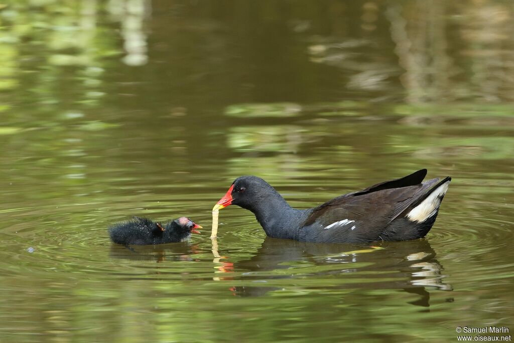 Gallinule poule-d'eau