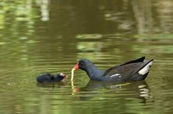 Gallinule poule-d'eau