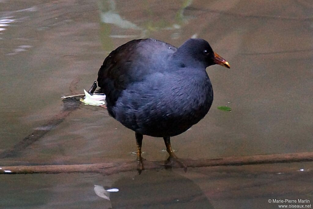 Gallinule sombreadulte