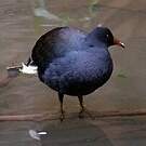 Gallinule sombre