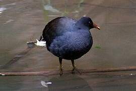 Gallinule sombre