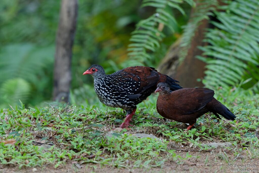 Sri Lanka Spurfowladult