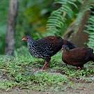 Galloperdrix de Ceylan