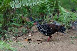 Sri Lanka Spurfowl