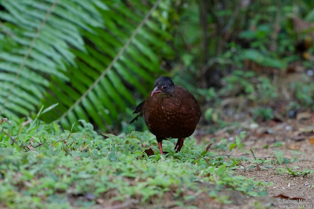 Sri Lanka Spurfowl female adult