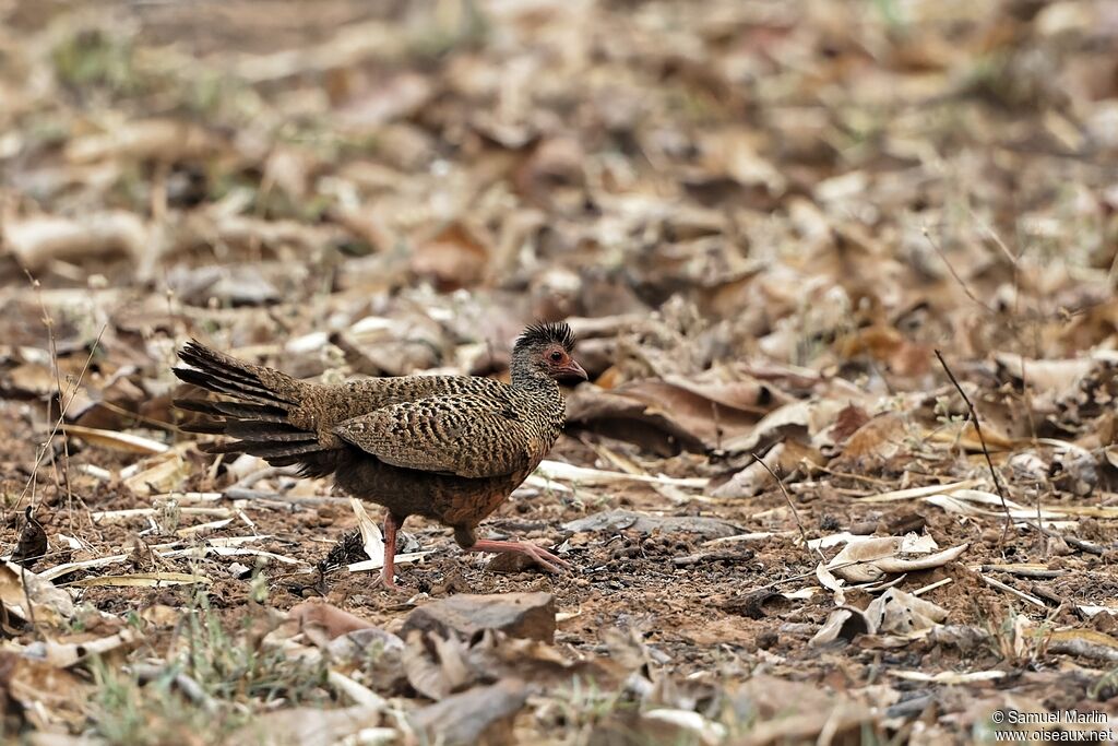 Red Spurfowladult