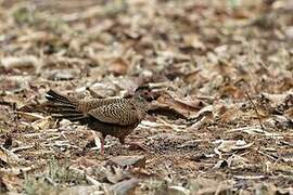 Red Spurfowl